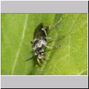 Alysson spinosus - Grabwespe m03b 6-7mm OS-Hasbergen-Lehmwiese.jpg